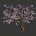 Blooming Pink Flowering Tree With Lush Branches Against Gray Background