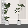 Large Leaf Bonsai Potted Plants In White Ceramic Pots With Textured Wall Background