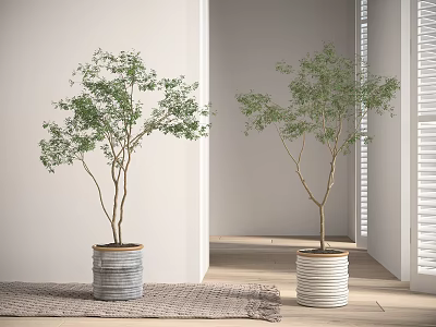 Indoor Bonsai Plants In Gray And White Pots With Natural Light On Wooden Floor 3d model