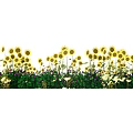 Vibrant Sunflower Flower Field With Lush Green Grass And Colorful Blooms