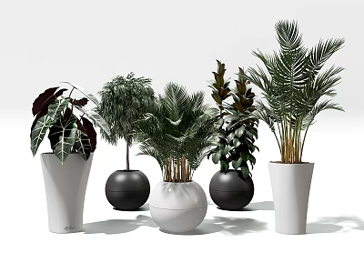 Modern Indoor Potted Plants With Various Foliage And Black and White Planters 3d model