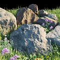 Lush Ground Cover Plants Featuring Green Grass Purple White Flowers And Large Rocks
