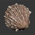 Pink and White Shellfish with Bumpy Protruding Surface and Irregular Shape on Dark Background