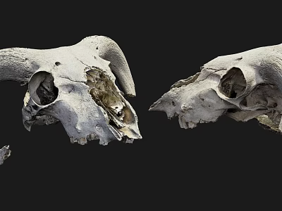 Horn skulls of modern skulls animals 3d model Horn skulls of modern skulls animals 3d model