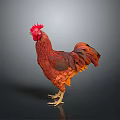 Red Rooster With Vibrant Feathers And Red Comb Standing On Dark Background