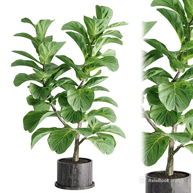 Bonsai Potted Fiddle Leaf Fig Plant With Green Leaves Trunk And Black Pot 3d model 