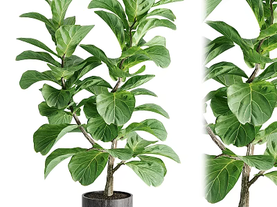 Bonsai Potted Fiddle Leaf Fig Plant With Green Leaves Trunk And Black Pot 3d model