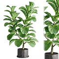 Bonsai Potted Fiddle Leaf Fig Plant With Green Leaves Trunk And Black Pot