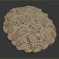Detailed View Of Sea Urchin Shell With Circular Shape Complex Texture Light Brown Color