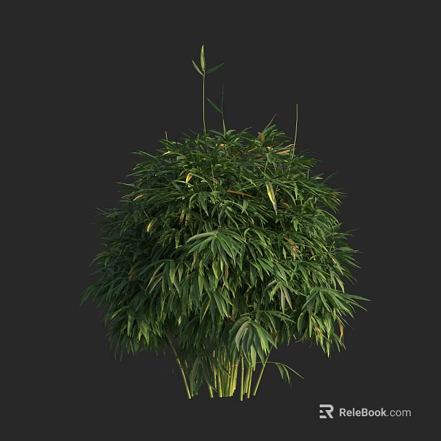 Bamboo Plant With Lush Green Foliage And Tall Slender Stems In Natural Growth 3d model 