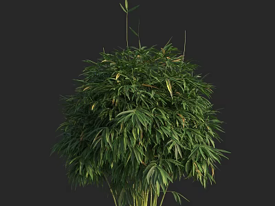Bamboo Plant With Lush Green Foliage And Tall Slender Stems In Natural Growth 3d model