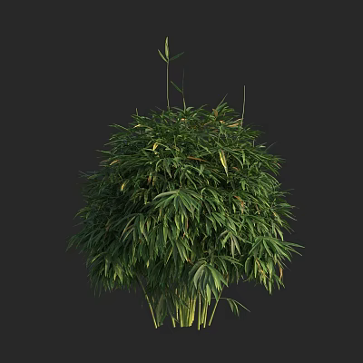 Bamboo Plant With Lush Green Foliage And Tall Slender Stems In Natural Growth 3d model