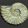 Intricate Ancient Ammonite Fossil With Spiral Texture And Natural Patterns 3d model