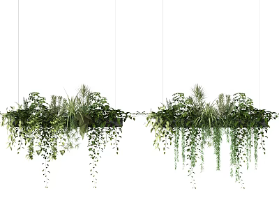 Hanging Basket Plants With Lush Greenery And Trailing Leaves For Indoor Decoration 3d model