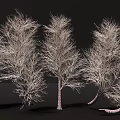 Multiple Leafless Shrub Silhouettes With Slender Twisted Branches On Black Background