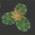 Beautiful Yellow Water Lily Plant with Three Green Lotus Leaves on Gray Background