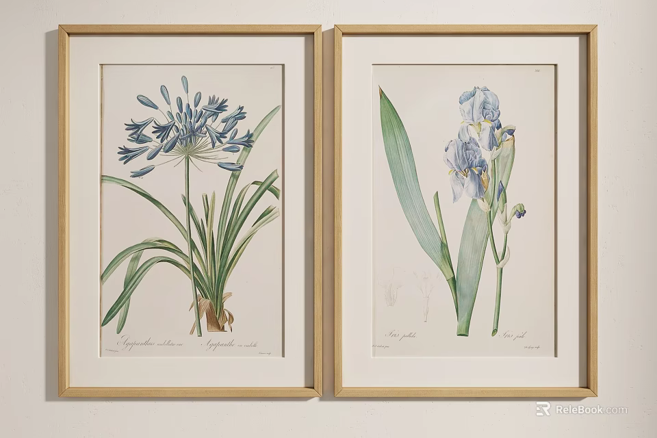 Gold Framed Botanical Prints Wall Art Featuring Agapanthus And Iris Illustrations 3d model