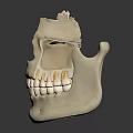 Detailed Human Skull Anatomical Model Displaying Cranial Bone Structure And Teeth Features 3d model