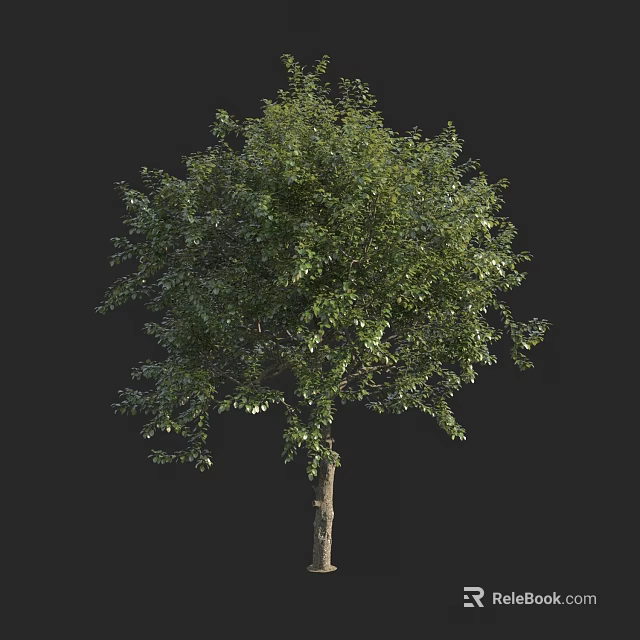 Lush Green Arbor With Dense Foliage And Single Trunk For Landscape Design 3d model 