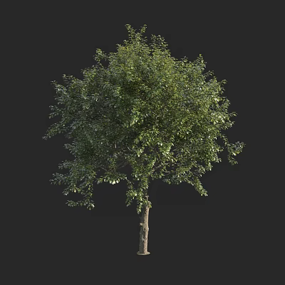 Lush Green Arbor With Dense Foliage And Single Trunk For Landscape Design 3d model
