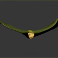 Green Plant Leaf With Yellow Veins On Dark Background And Shiny Surface