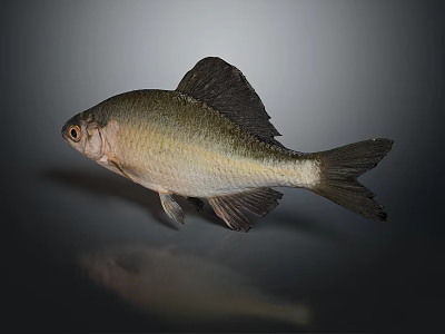 Detailed Silver Green Fish With Shiny Scales Fin Tail And Bright Eyes 3d model