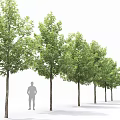 Modern Arbor Street Tree Courtyard Tree Landscape Tree Ginkgo Tree Forest Trees 3d model