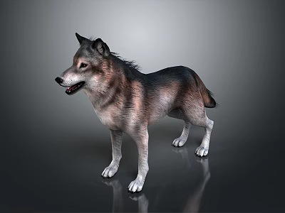 Realistic 3D Wolf Dog Model Standing On Shiny Floor Dark Background 3d model