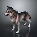 Realistic 3D Wolf Dog Model Standing On Shiny Floor Dark Background 3d model