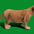 Cute Lion Cub Standing on Green Background with Soft Fur and Alert Expression