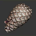 Close Up View Of Natural Pine Cone With Colorful Textured Scales On Dark Background