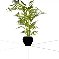 Tropical Potted Plant With Green Feathery Leaves In Black Ceramic Pot