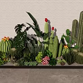 Diverse Indoor Plant Combination With Cactus Succulents Broad Leaf Plants And Red Flowers