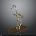 Complete Bird Skeleton Displayed on Wooden Base with Dark Background