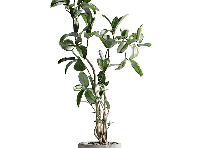 Bonsai Potted Plant With Lush Green Leaves And Multiple Branches For Indoor Decoration 3d model