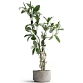 Bonsai Potted Plant With Lush Green Leaves And Multiple Branches For Indoor Decoration
