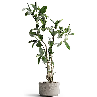 Bonsai Potted Plant With Lush Green Leaves And Multiple Branches For Indoor Decoration 3d model