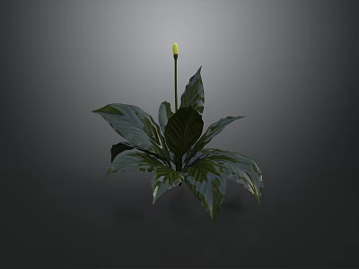 Decorative Indoor Green Plant With Large Dark Green Leaves And Yellow Flower 3d model
