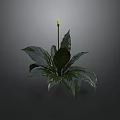 Decorative Indoor Green Plant With Large Dark Green Leaves And Yellow Flower
