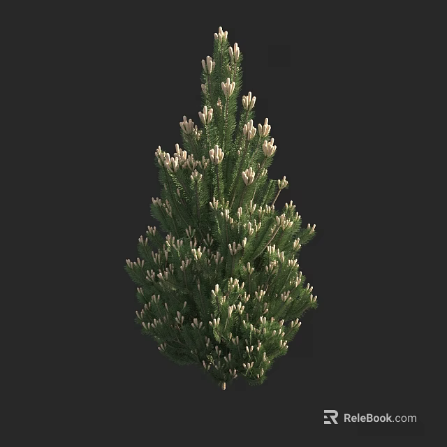 Tall Green Pine Tree With Dense Foliage And White Buds Standing Gracefully 3d model 