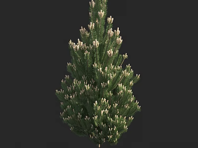 Tall Green Pine Tree With Dense Foliage And White Buds Standing Gracefully 3d model
