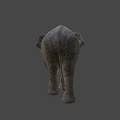 Realistic Gray Elephant With Long White Tusks Standing On Blue Background 3d model
