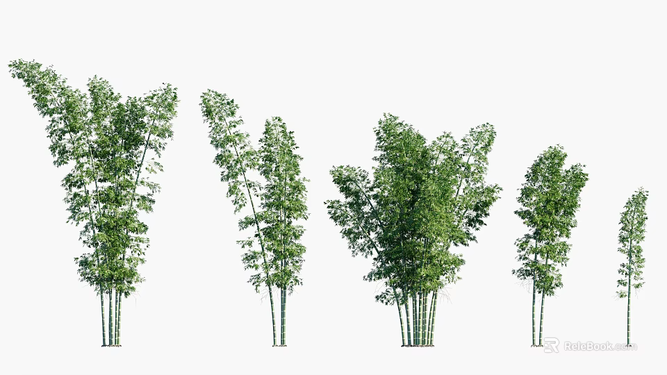 Green Bamboo Trees With Different Shapes Sizes And Lush Foliage 3d model 