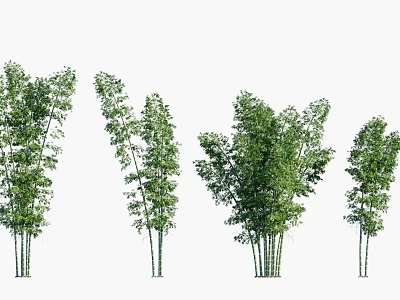 Green Bamboo Trees With Different Shapes Sizes And Lush Foliage 3d model