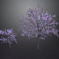 Two Beautiful Plum Trees With Purple Blossoms Against Dark Background