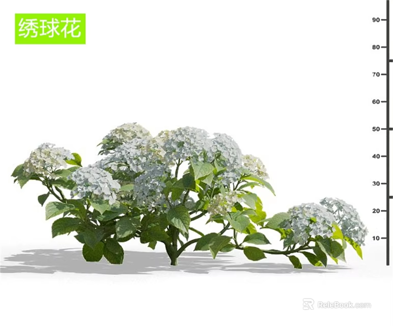 Beautiful White Hydrangea Flowers with Lush Green Leaves in Vibrant Bloom 3d model 