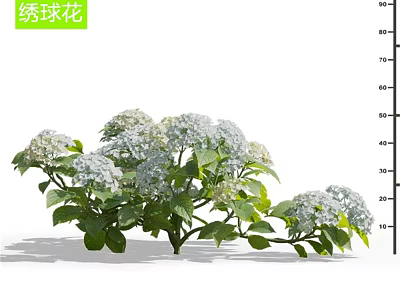 Beautiful White Hydrangea Flowers with Lush Green Leaves in Vibrant Bloom 3d model