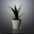 Green Aloe Vera Plant in White Ceramic Pot for Indoor Home Decoration