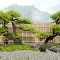 Japanese Pine Trees in Zen Garden with Bamboo Fence Mossy Rocks and Misty Mountain Backdrop