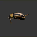 Vibrant Yellow Black White Beetle With Long Antennae And Legs On Dark Background